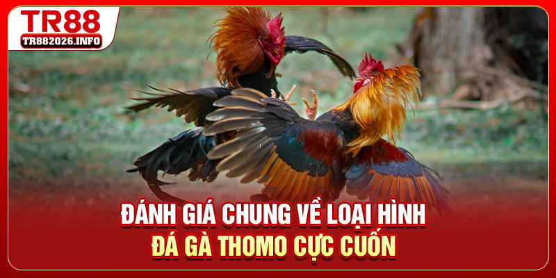 Đánh giá chung về loại hình đá gà Thomo cực cuốn